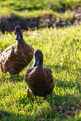 Animals: Ducks in the grass