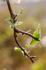 Nature: Apple tree spiderweb
