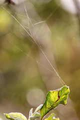 Nature: Apple tree spiderweb