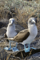 pair of boobies v