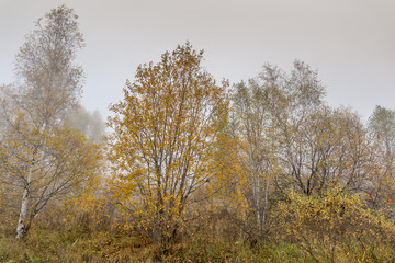 Obraz na płótnie Canvas Autumn landscape of forest, Vitosha Mountain, Sofia City Region, Bulgaria