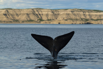 Fototapeta premium Southern Right whale ,Eubalaena Australis