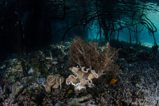 Soft Corals Growing on Edge of Mangrove Forest