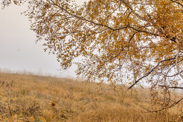 Yellow leafs of Birch and fog,  Vitosha Mountain, Sofia City Region, Bulgaria