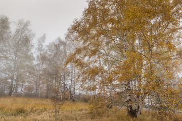 Obraz na płótnie Canvas Autumn panorama with Yellow leafs of Birch and fog, Vitosha Mountain, Sofia City Region, Bulgaria