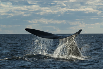 Southern Right whale ,Eubalaena Australis