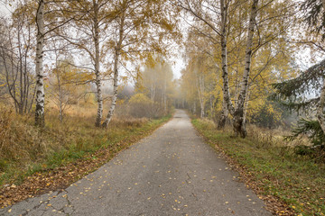 Obraz premium Landscape with birches along the way, Vitosha Mountain, Sofia City Region, Bulgaria