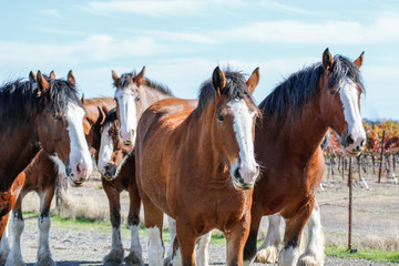 Animals: Clydesdale horses