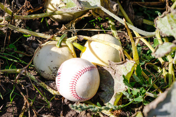 Objects: Pumpkins and baseballs