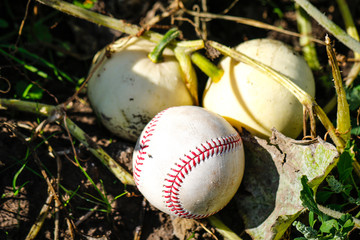 Objects: Pumpkins and baseballs