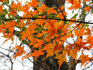 紅葉した葉