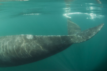 Naklejka premium Southern Right whale ,Eubalaena Australis