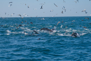 Sealion boil feeding frenzy accompanying school of Humpback whales