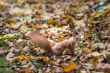 Squirrel in the park around the leaves in the park in autumn