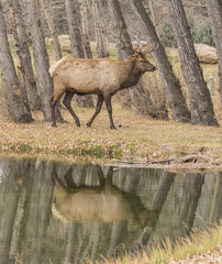 Fototapeta premium Wapiti Walking Reflection - A bull elk strolls along the wapiti watering hole on its way to a bull session.