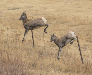 Double Down - Two bighorn sheep (one ewe, one yearling) easily vault over a fence from a standing...