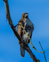 Redtail hawk perching on branch