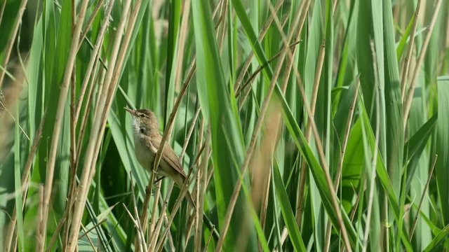 Reed Warbler bird(Acrocephalus scirpaceus) singing from a reedbed