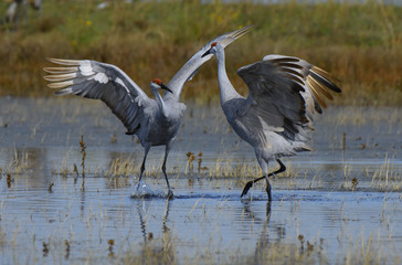 Sandhill Cranes in California on their migration South from Washington