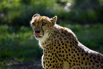 spotted leopard