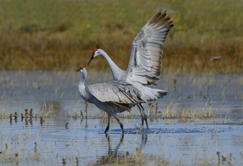 Sandhill Cranes in California on their migration South from Washington