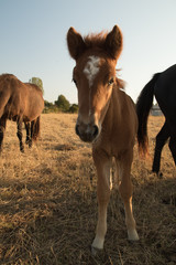 Obraz premium Junges Islandpferd