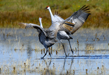 Sandhill Cranes in California on their migration South from Washington