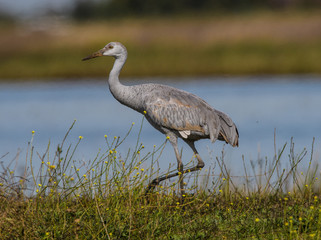Sandhill Cranes in California on their migration South from Washington