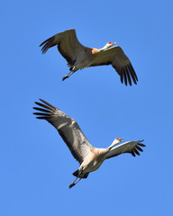 Two young Sandhill Cranes flying overhead