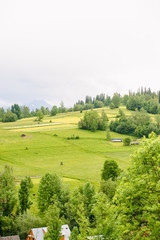 field of spring grass and mountain