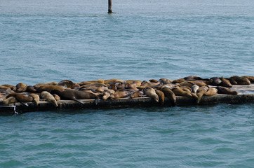 Sealions resting comfortably on peer in California