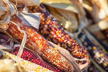 Closeup of Indian Corn in autumn