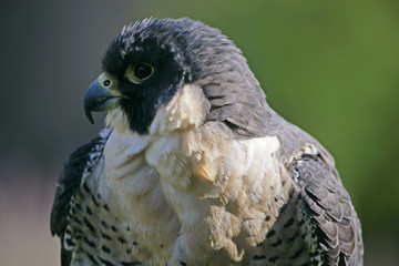 peregrine falcon