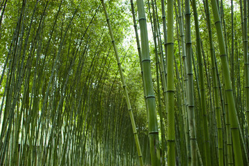 Chinese bamboo park in Shanghai