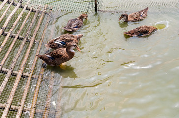 ducks swimming in a pond