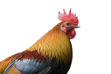 Image of head cock on white background.