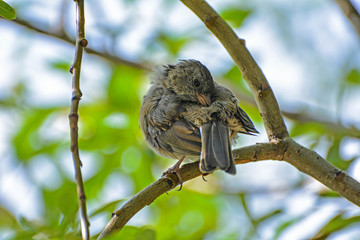 Birds of Wods