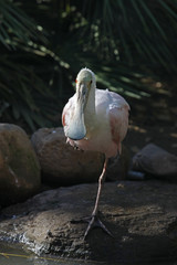 Obraz premium roseate spoonbill