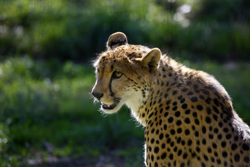 spotted leopard
