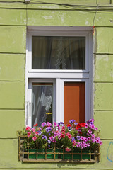 Fototapeta na wymiar pink flowers on green wall windows