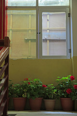 Fototapeta na wymiar plants under window