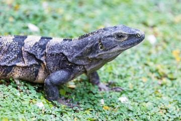 Fototapeta premium Club tailed iguana - Ctenosaura quinquecarinata.
