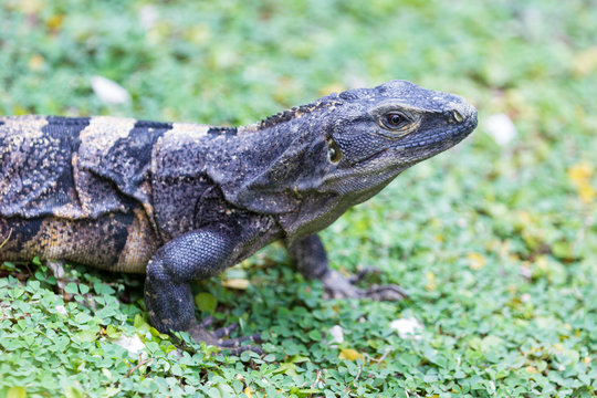 Club tailed iguana - Ctenosaura quinquecarinata.