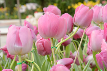 Fototapeta premium colorful tulips. tulips in spring,colourful tulip.