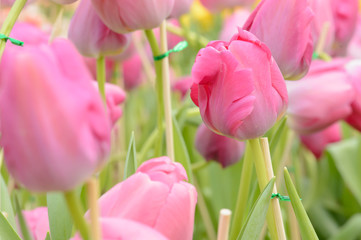 Fototapeta premium colorful tulips. tulips in spring,colourful tulip.