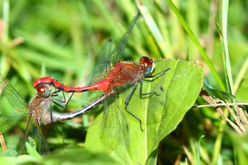 White-faced Meadowhawk (Sympetrum obtrusum)