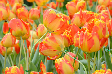 colorful tulips. tulips in spring,colourful tulip.