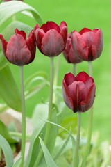 Fototapeta premium colorful tulips. tulips in spring,colourful tulip.
