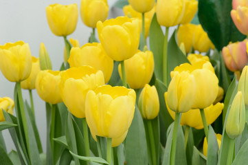 colorful tulips. tulips in spring,colourful tulip.