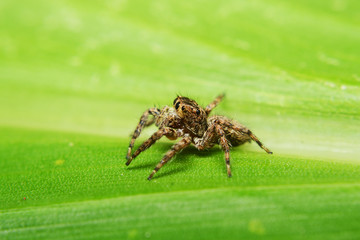 spider on green leave, spider, green